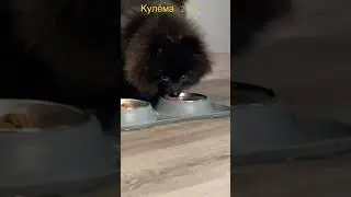 Кулёма 2.0