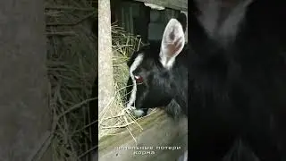 Кормушка для коз из старого штакетника. Разборная, переносная.