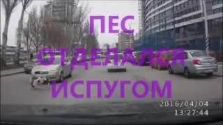 пес отделался испугом