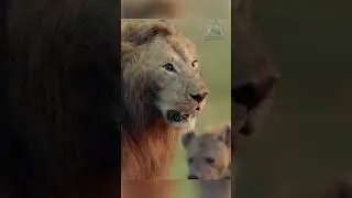 Lion vs. a pack of hyenas!!! 