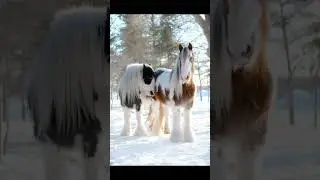 Long hair horses