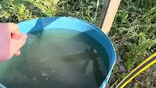 Выходные на даче: прогулка по полю, новый триммер, жара, баня и дождь