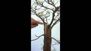 Flat-top Bald Cypress Year 3