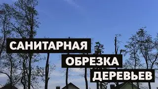 Санитарная обрезка деревьев | Кронированния деревьев Киев | Экомир Украина