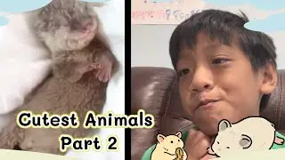 Worlds Cutest Animals!!! part 2 #cutestanimalsworld