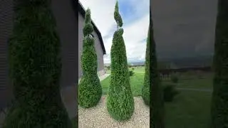 Сформировали туи западные💚
