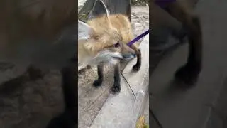 luna on the street #foxfamily #fox #pets