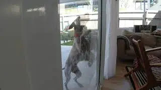 winnie home alone short