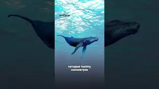 Факты про Доминиканскую республику | Доминикана на понятном | Часть 2 | Тимошкин #испанскийязык