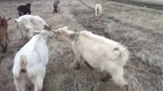 Кормёжка