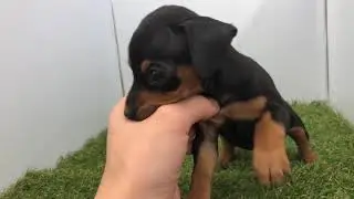 ペットショップ 犬の家 小田原店 「ミニチュアピンシャー」「113409」