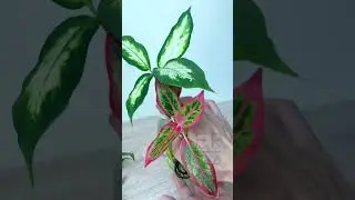 HOW WELL DOES THE CHINESE EVERGREEN PLANT GROW IN WATER?