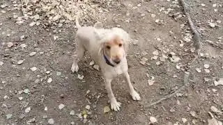 Доброе утро в отеле для собак.