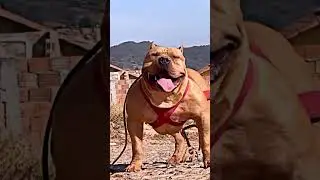 3 My Favourite Dog Breed 👹 #shorts #dog #dogs #youtubeshorts