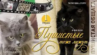 ПУШИСТЫЕ ТОЖЕ ЛИЖУТ | ХВОСТАТЫЕ НЕ ПЛАЧУТ