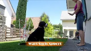 Such-Spiel mit 5 Monate altem Junghund
