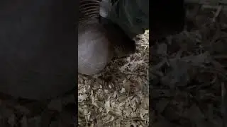 Gertie our Guard Goose isn’t playing around!