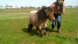 Riding a miniature horse