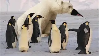 cute and funny penguins compilation
