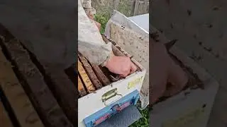 Kovanların kışa hazırlanışı... 