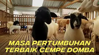 Mengoptimalkan pertumbuhan cempe domba