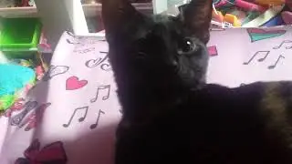 My nieces cat named Milky Way