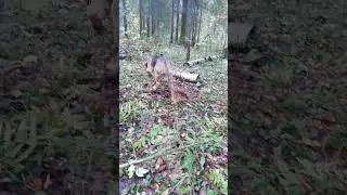 Октябрь встретили Костром!