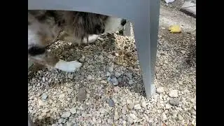 Chair pee Puppy drink
