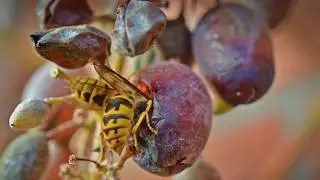 HOW TO PROTECT GRAPES FROM WASPS