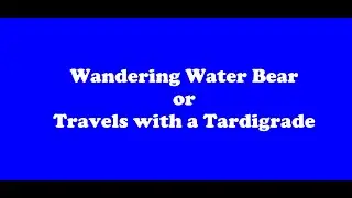 Wandering Water Bear Or Travels with a Tardigrade