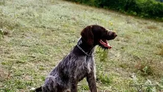 DRAHTHAAR KÖRPİ BILDIRCIN AVI 3