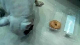 бульдог блондик кушает творожные колечки