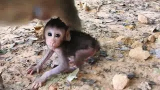 Beautiful Baby Animals You've Never Seen Before!