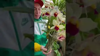 Hermosa orquídea Catleya en tronquito 😱😍