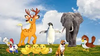 ANIMALS IN THE WILD - LEOPARD, ELEPHANT, MONKEY, ANIMALS FUNNY..
