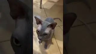 Канадский сфинкс балуется😸funny 