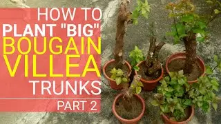 How To Plant 'BIG' Bougainvillea Trunks | Candle Method | For Bonsai | Part 2