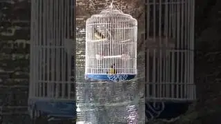 Chao mao nui  dá phê vãi