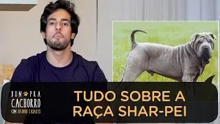 SHAR-PEI - TUDO SOBRE A RAÇA DE CACHORRO | JULINHO CASARES