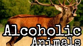 Alcoholic Animals | SPECIES