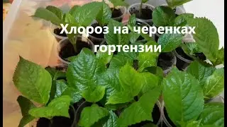 Хлороз на черенках гортензии.