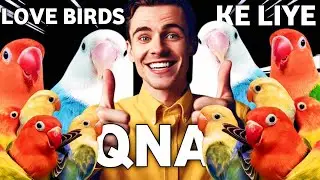 Love Birds New Fancier Ke liye QNA Welcome to our Love Birds New Fancier Q&A!