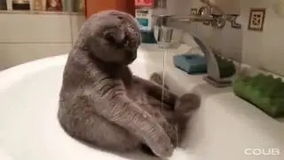 Кот