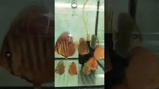 Отправка Дискусов в Ейск