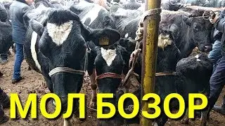 Заказ 2019 МОЛ БОЗОР НАРХЛАРИ