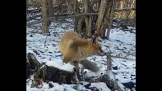 Red fox Vulpes vulpes