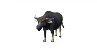 cattle animation