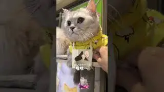 #张嘟嘟 #布偶猫 #银渐层 三班的小母牛，不是一般的牛