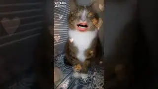 Котик нужно зарабатывать 