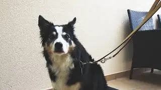 Hund wiegen
